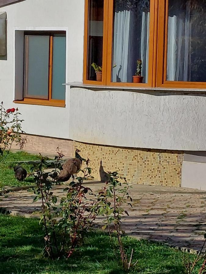 Pensiunea Vera Rîşnov Exterior foto